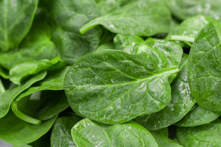 spinach fresh green leaves macroの写真素材