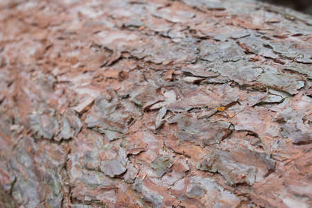 pine bark selective focus background texture