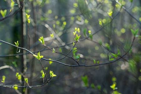 spring fresh buds and leaves on tree twig in forestの写真素材