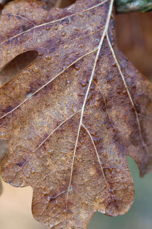 brown wet autumn oak leaf on twig macro selective focus