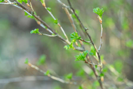first spring small leaves on twigs in forest closeupの写真素材