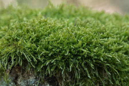 moss on tree macro selective focus