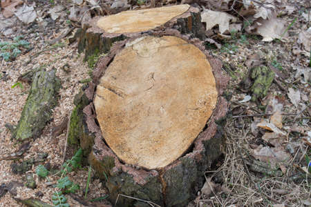 cut birch tree stump closeup