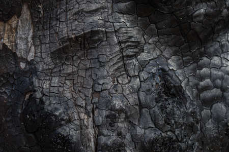 burnt tree bark background texture macro