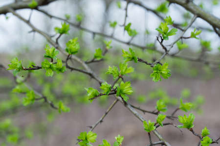 hawthorn tree spring leaves on twig closeup selective focus