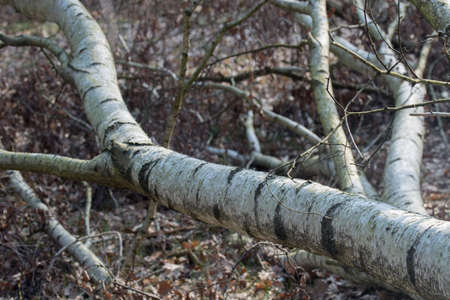 fallen old birch tree in forestの写真素材