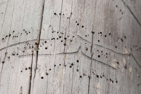 damaged wood texture eaten by bark beetle, borerの写真素材