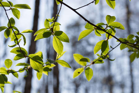 green spring leabes macro on blue sky backgrtound backlit on sunny dayの写真素材