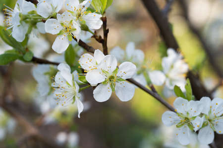 blossom of mirabelle plum macro selective focusの写真素材