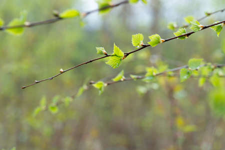 spring birch tree leaves and buds on twid macro selective focus