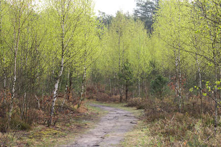 footpath in spring birch forest in Poland
