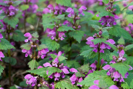 lamium maculatum spotted dead-nettle flowers macro