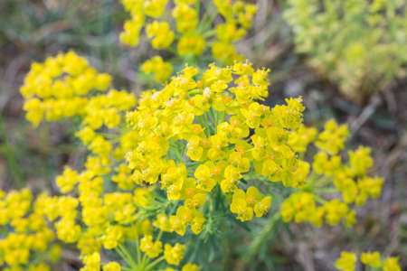 Euphorbia cyparissias, cypress spurge flower macro