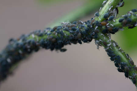 Aphids sap-sucking insects on twig macroの写真素材
