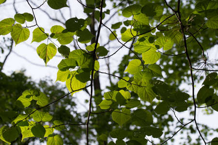 hazel tree spring leaves on twig backlit