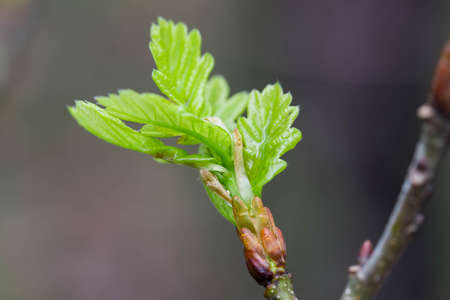 green spring oak leaves and buds on twig macro