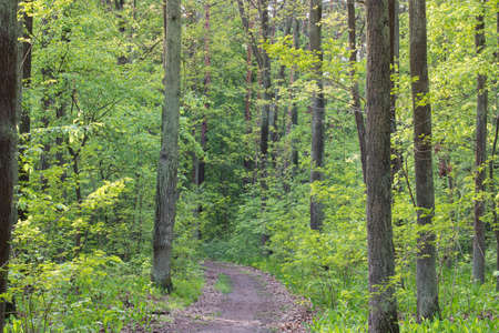 footpath in spring forest on sunny day