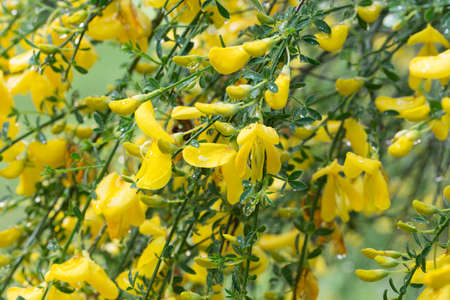 cytisus, brooms yellow flowers on twig macro