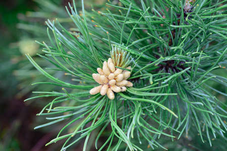 pinus mugo male flowers macro