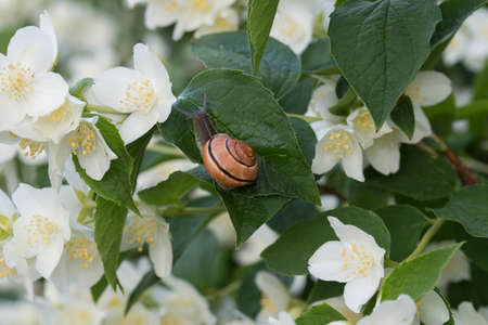 Philadelphus coronarius (sweet mock-orange, English dogwood) white spring flowersの写真素材