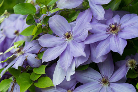 lilac color clematis flowers in garden closeup