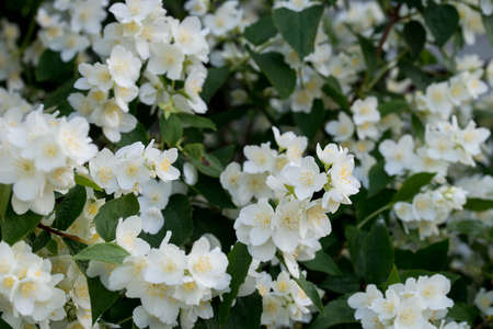 Philadelphus coronarius (sweet mock-orange, English dogwood) white spring flowersの写真素材