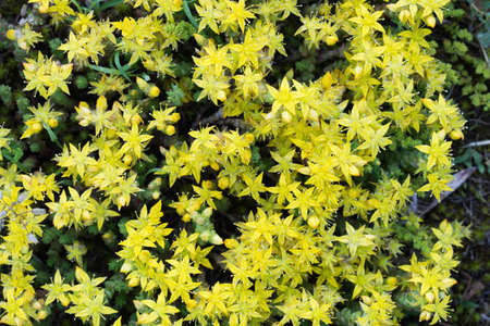 Sedum acre, goldmoss stonecrop yellow flowers macroの写真素材