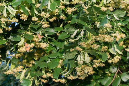 tilia, lime, linden flowers and leaves closeupの写真素材