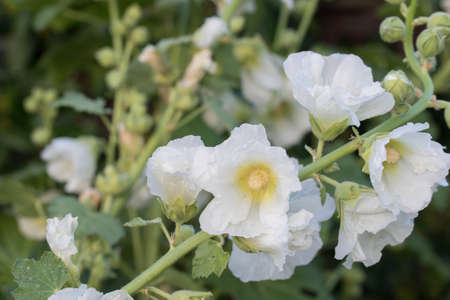 white  color alcea, hollyhock flowers closeupの写真素材