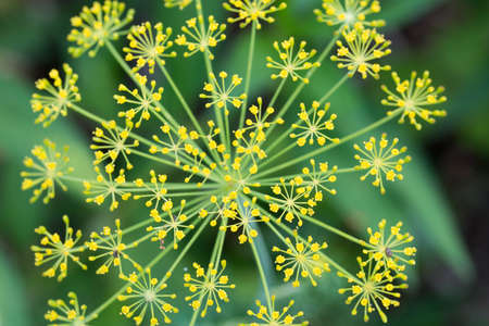Anethum graveolens, dill flower macro