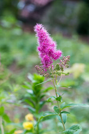 Spiraea salicifolia, pink spirea flower closeup