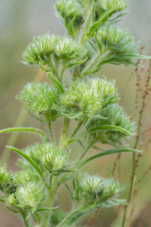 Echium vulgare, viper's bugloss, blueweed seeds macro