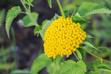 yellow flower in summerr garden closeup