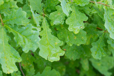 water drops on summer oak green leaves closeup