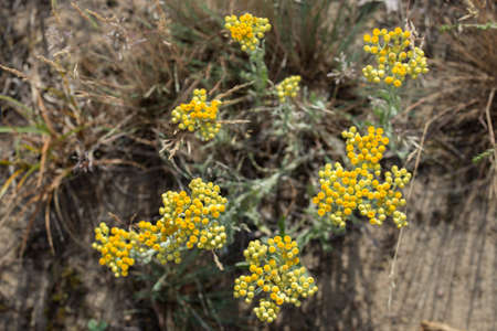 Helichrysum arenarium, dwarf everlast, immortelle yellow flowers closeup