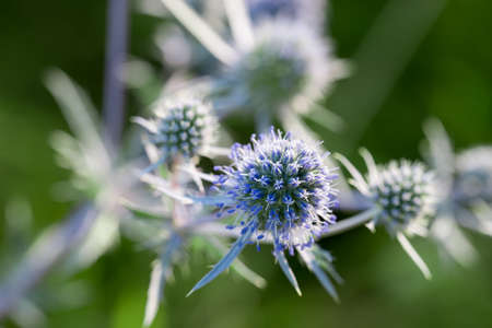 Eryngium planum, blue eryngo,  flat sea holly flowers macro
