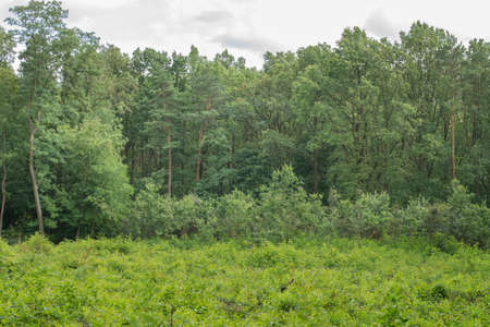 trees in summer deciduous forest