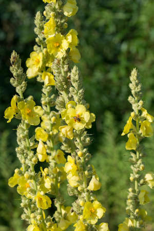 Verbascum lychnitis, mullein, velvet plant yellow flowers closeup
