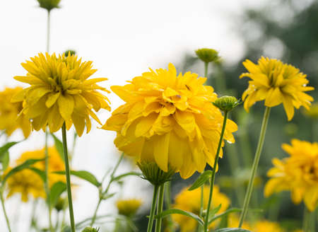 Rudbeckia laciniata yellow flowers closeupの写真素材