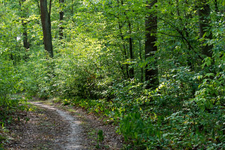 footpath in summer forest in Poland