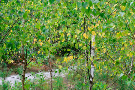 young birch trees with green and yellow leaves in summer forest