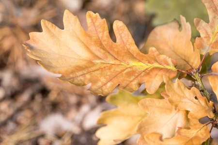 orange color autumn oak leaves closeup