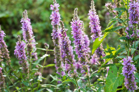 Lythrum salicaria violet flowers closeup  on sunny day