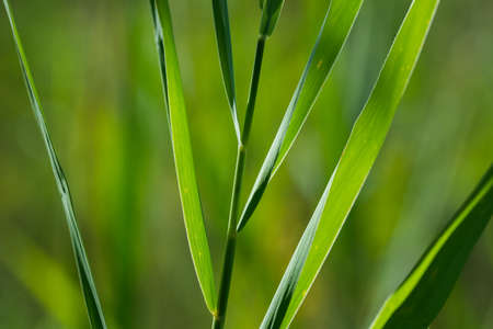 green reed leaves macro selective focus