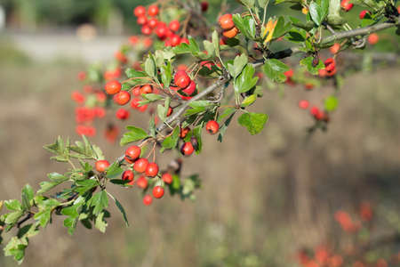 Crataegus , hawthorn, quickthorn red berries on branch closeup