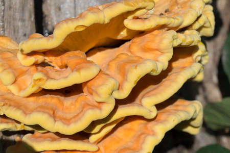 orange  fungus on tree - laetiporus sulphureus, sulphur shelf closeup
