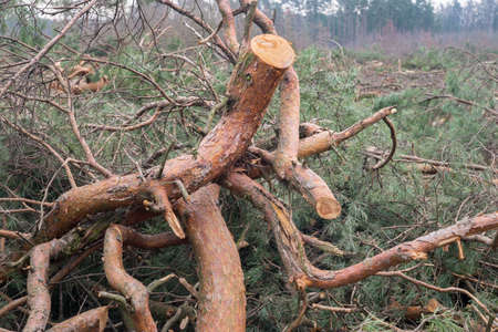 deforestration - cut pine branches closeupの写真素材