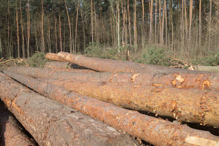 heap of cut pine logs in forest