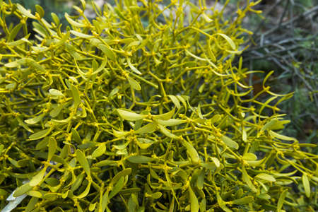 green mistletoe  leaves (viscum album) growing on tree branch