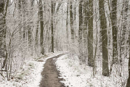 footpath in snowy winter forest in Poland